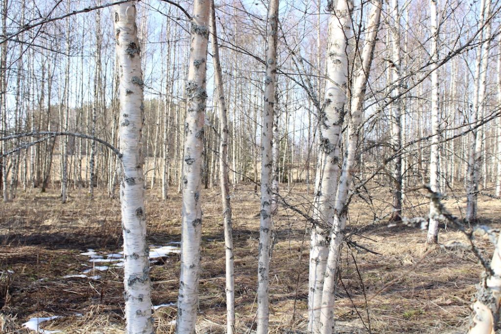 Photo Birch forest
